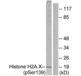 Western Blot - Anti-Histone H2A.X (phospho Ser139) Antibody (A7106) - Antibodies.com