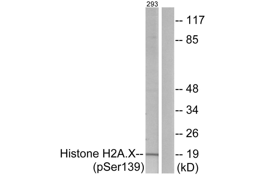 Western Blot - Anti-Histone H2A.X (phospho Ser139) Antibody (A7106) - Antibodies.com