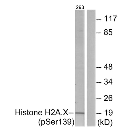 Western Blot - Anti-Histone H2A.X (phospho Ser139) Antibody (A7106) - Antibodies.com