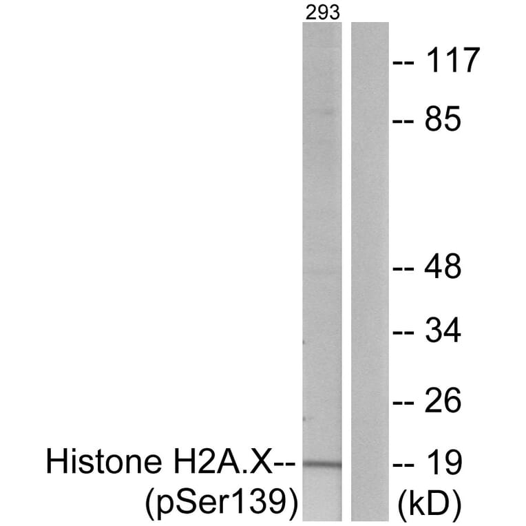Western Blot - Anti-Histone H2A.X (phospho Ser139) Antibody (A7106) - Antibodies.com