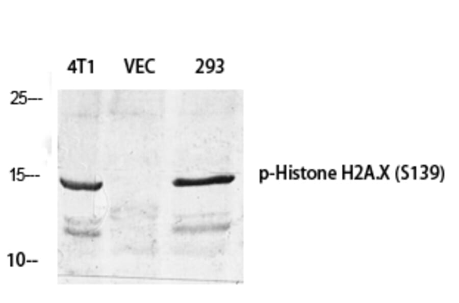 Western Blot - Anti-Histone H2A.X (phospho Ser139) Antibody (A7106) - Antibodies.com