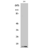Western Blot - Anti-Histone H2A.X (phospho Ser139) Antibody (A7106) - Antibodies.com