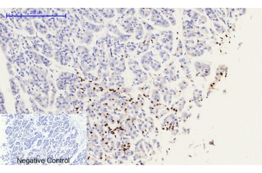 Immunohistochemistry - Anti-Histone H2A.X (phospho Ser139) Antibody (A7106) - Antibodies.com