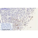 Immunohistochemistry - Anti-Histone H2A.X (phospho Ser139) Antibody (A7106) - Antibodies.com