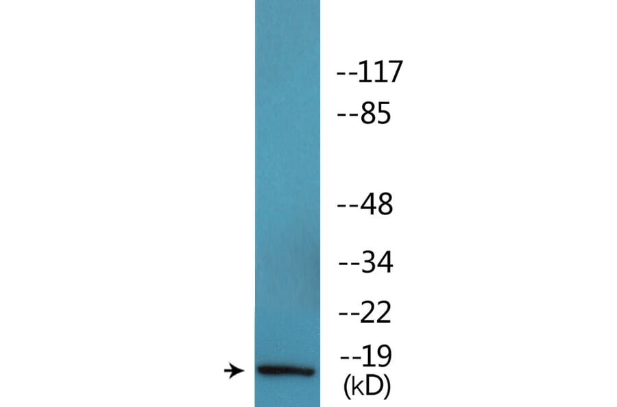Western Blot - Anti-Histone H2A.X (phospho Ser139) Antibody (P12-1116) - Antibodies.com
