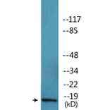 Western Blot - Anti-Histone H2A.X (phospho Ser139) Antibody (P12-1116) - Antibodies.com