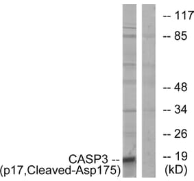 Western Blot - Anti-Caspase 3 (p17,cleaved Asp175) Antibody (L0153) - Antibodies.com