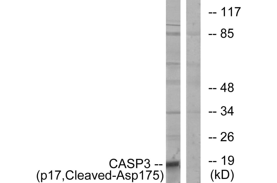 Western Blot - Anti-Caspase 3 (p17,cleaved Asp175) Antibody (L0153) - Antibodies.com