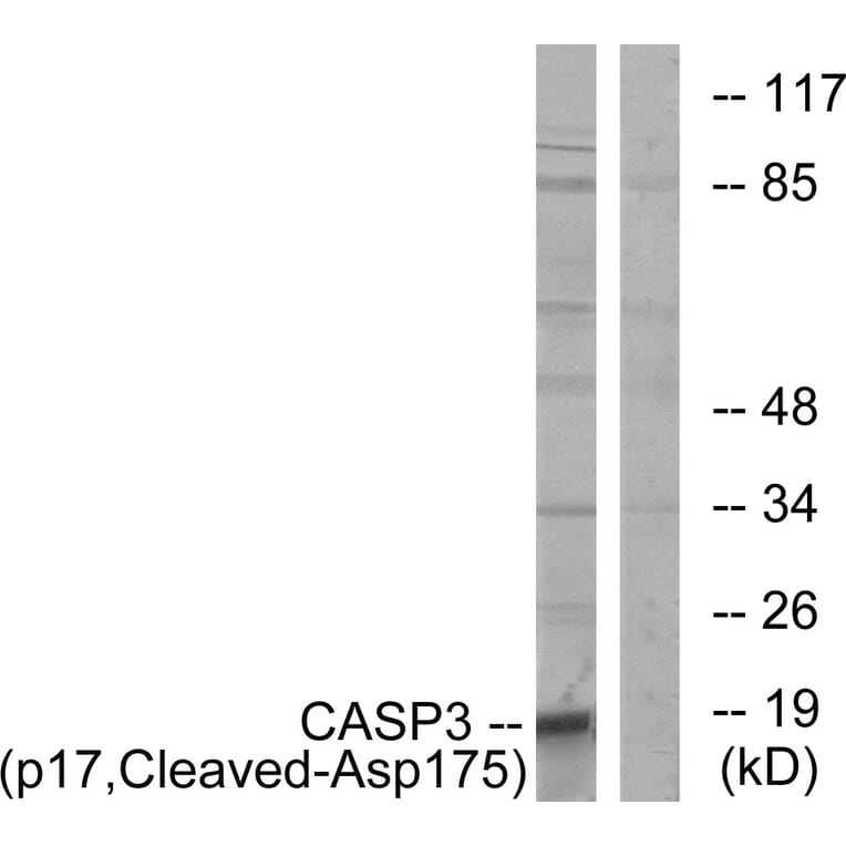 Western Blot - Anti-Caspase 3 (p17,cleaved Asp175) Antibody (L0153) - Antibodies.com