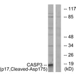 Western Blot - Anti-Caspase 3 (p17,cleaved Asp175) Antibody (L0153) - Antibodies.com