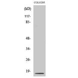 Western Blot - Anti-Caspase 3 (p17,cleaved Asp175) Antibody (L0153) - Antibodies.com
