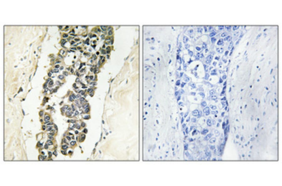 Immunohistochemistry - Anti-Presenilin 2 (phospho Ser330) Antibody (A1227) - Antibodies.com