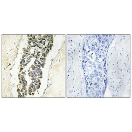 Immunohistochemistry - Anti-Presenilin 2 (phospho Ser330) Antibody (A1227) - Antibodies.com