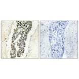 Immunohistochemistry - Anti-Presenilin 2 (phospho Ser330) Antibody (A1227) - Antibodies.com