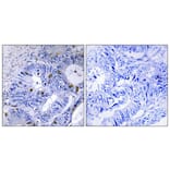 Immunohistochemistry - Anti-Presenilin 2 (phospho Ser330) Antibody (A1227) - Antibodies.com