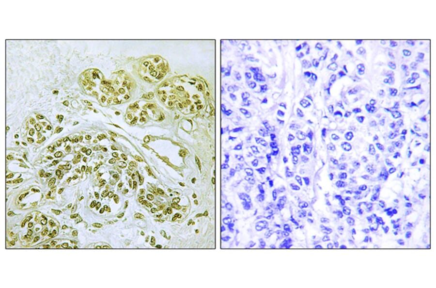 Immunohistochemistry - Anti-IkappaB-alpha (phospho Tyr42) Antibody (A7116) - Antibodies.com