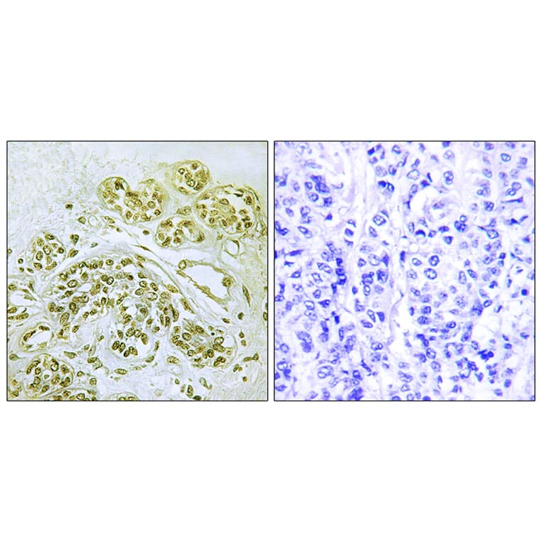 Immunohistochemistry - Anti-IkappaB-alpha (phospho Tyr42) Antibody (A7116) - Antibodies.com