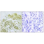 Immunohistochemistry - Anti-IkappaB-alpha (phospho Tyr42) Antibody (A7116) - Antibodies.com