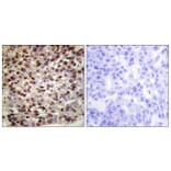 Immunohistochemistry - Anti-Histone H2B (acetyl Lys15) Antibody (D0005) - Antibodies.com