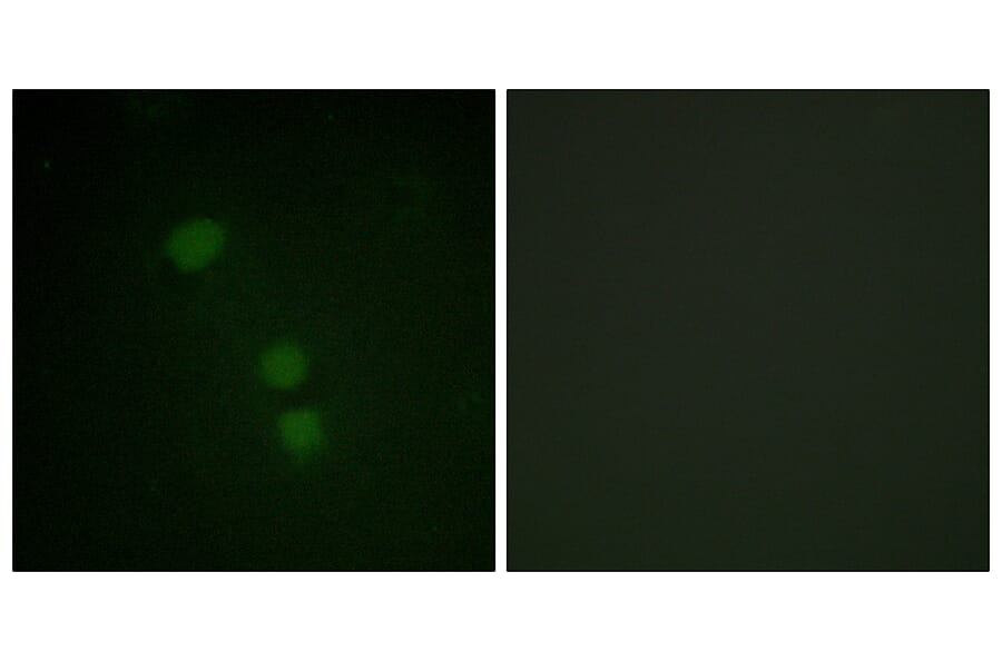 Immunofluorescence - Anti-Histone H2B (acetyl Lys15) Antibody (D0005) - Antibodies.com