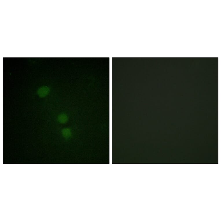 Immunofluorescence - Anti-Histone H2B (acetyl Lys15) Antibody (D0005) - Antibodies.com