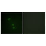 Immunofluorescence - Anti-Histone H2B (acetyl Lys15) Antibody (D0005) - Antibodies.com