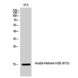 Western Blot - Anti-Histone H2B (acetyl Lys15) Antibody (D0005) - Antibodies.com
