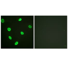 Immunofluorescence - Anti-Histone H2B (acetyl Lys12) Antibody (D0004) - Antibodies.com