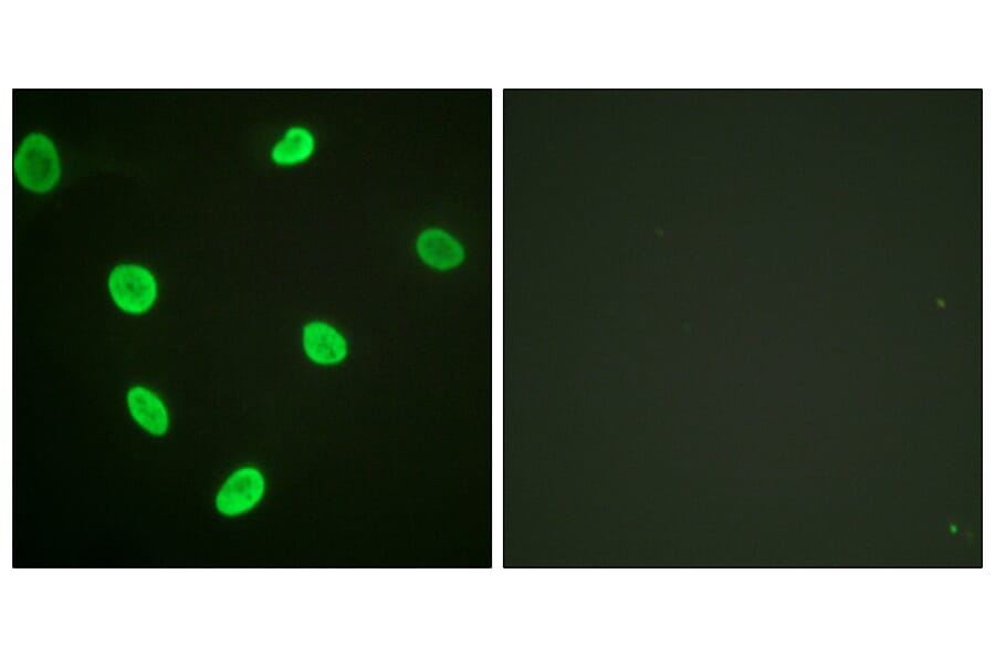 Immunofluorescence - Anti-Histone H2B (acetyl Lys12) Antibody (D0004) - Antibodies.com