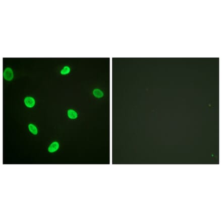 Immunofluorescence - Anti-Histone H2B (acetyl Lys12) Antibody (D0004) - Antibodies.com