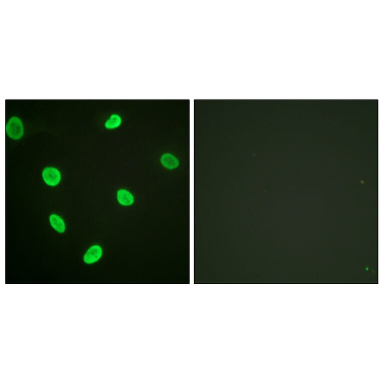 Immunofluorescence - Anti-Histone H2B (acetyl Lys12) Antibody (D0004) - Antibodies.com