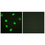 Immunofluorescence - Anti-Histone H2B (acetyl Lys12) Antibody (D0004) - Antibodies.com