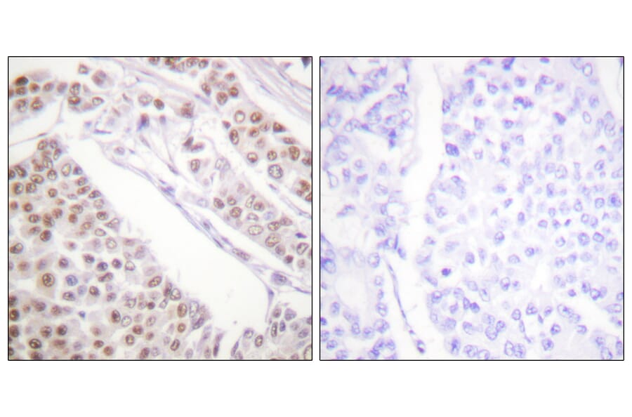 Immunohistochemistry - Anti-Histone H2B (acetyl Lys12) Antibody (D0004) - Antibodies.com