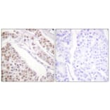 Immunohistochemistry - Anti-Histone H2B (acetyl Lys12) Antibody (D0004) - Antibodies.com