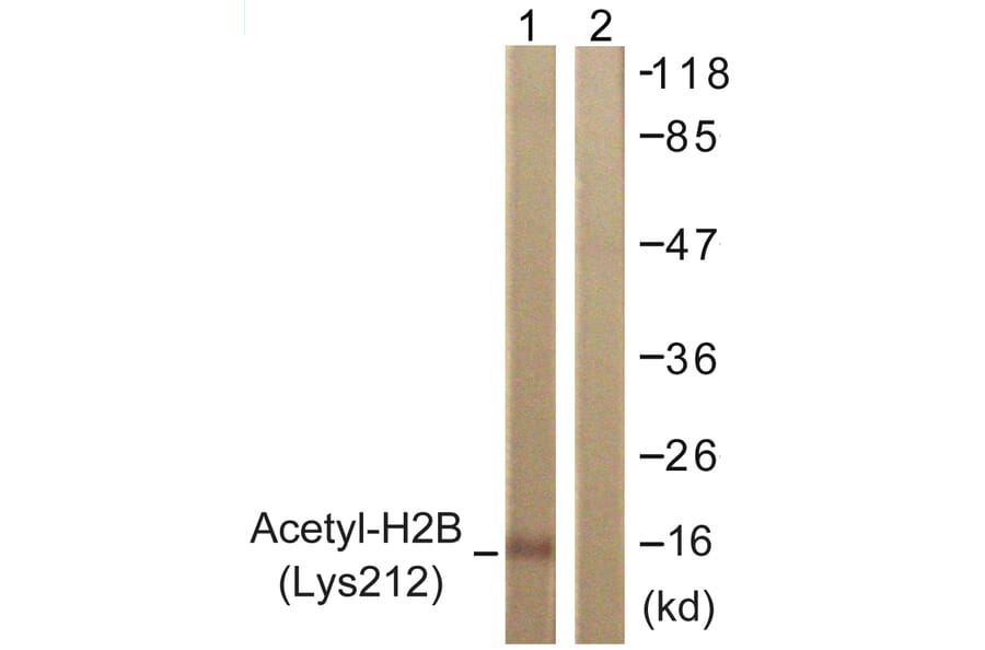 Western Blot - Anti-Histone H2B (acetyl Lys12) Antibody (D0004) - Antibodies.com