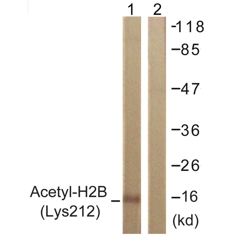 Western Blot - Anti-Histone H2B (acetyl Lys12) Antibody (D0004) - Antibodies.com