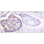 Immunohistochemistry - Anti-Vinculin (phospho Tyr821) Antibody (A1017) - Antibodies.com