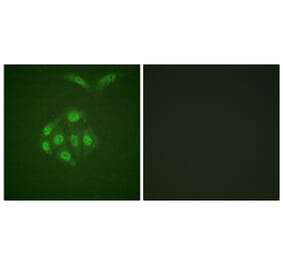 Immunofluorescence - Anti-Survivin (phospho Thr117) Antibody (A0579) - Antibodies.com