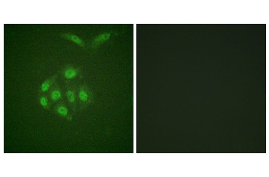 Immunofluorescence - Anti-Survivin (phospho Thr117) Antibody (A0579) - Antibodies.com