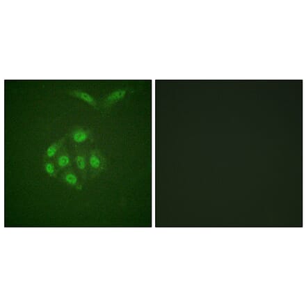 Immunofluorescence - Anti-Survivin (phospho Thr117) Antibody (A0579) - Antibodies.com