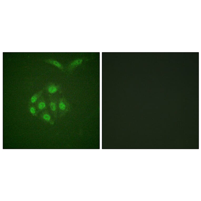 Immunofluorescence - Anti-Survivin (phospho Thr117) Antibody (A0579) - Antibodies.com