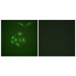 Immunofluorescence - Anti-Survivin (phospho Thr117) Antibody (A0579) - Antibodies.com