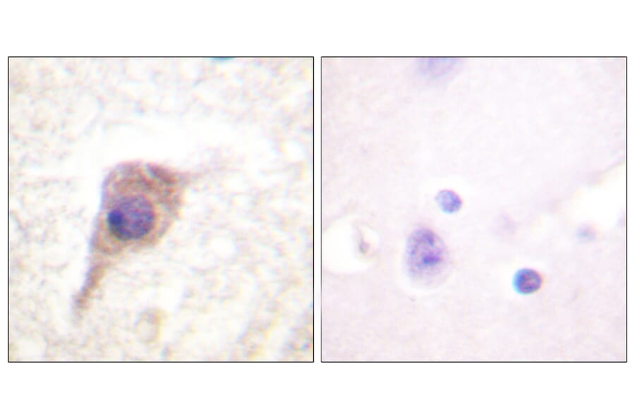 Immunohistochemistry - Anti-PKC zeta (phospho Thr560) Antibody (A0805) - Antibodies.com