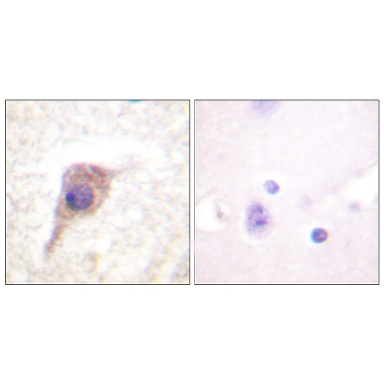 Immunohistochemistry - Anti-PKC zeta (phospho Thr560) Antibody (A0805) - Antibodies.com