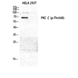 Western Blot - Anti-PKC zeta (phospho Thr560) Antibody (A0805) - Antibodies.com