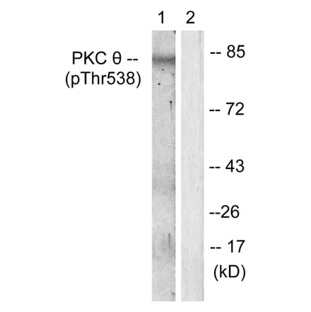 Western Blot - Anti-PKC thet (phospho Thr538) Antibody (A0719) - Antibodies.com