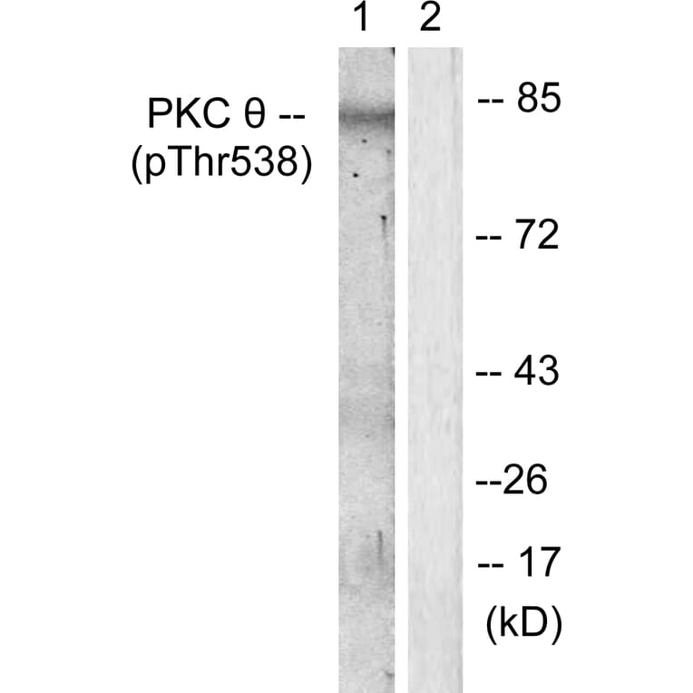 Western Blot - Anti-PKC thet (phospho Thr538) Antibody (A0719) - Antibodies.com