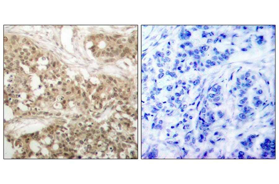Immunohistochemistry - Anti-PKC thet (phospho Ser676) Antibody (A7197) - Antibodies.com