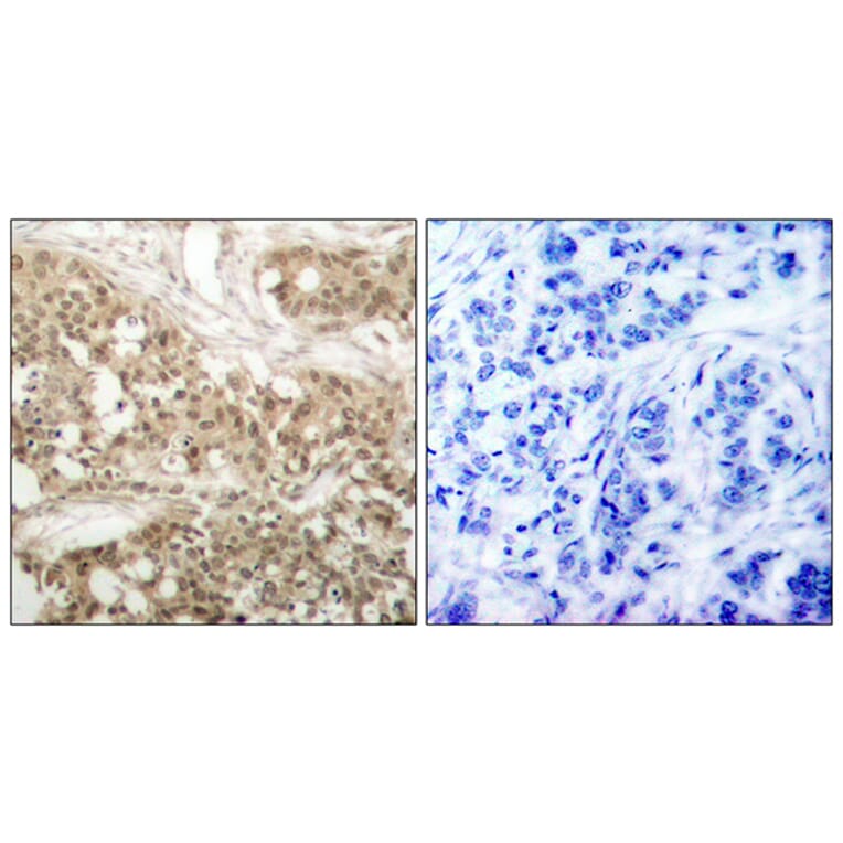 Immunohistochemistry - Anti-PKC thet (phospho Ser676) Antibody (A7197) - Antibodies.com