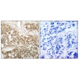 Immunohistochemistry - Anti-PKC thet (phospho Ser676) Antibody (A7197) - Antibodies.com